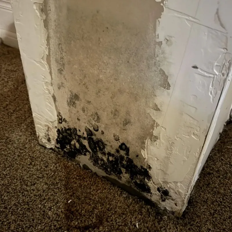 Professional Mold Removal in Scott, LA